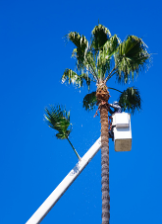 Palm Tree Removal Brisbane