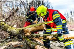 arborist servicing Adelaide Hills